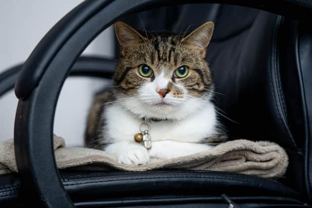 Pictured: Donna Pinnock's cat, Rocky at his home in Hilsea, Portsmouth on 14 December 2020.

Picture: Habibur Rahman