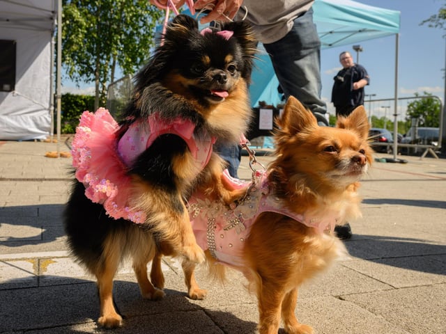 Pretty in pink - Pearl and Rosie enjoy the sunshine.Picture: Keith Woodland (250521-21)
