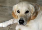Pet owners are being warned not to let their dogs sleep in bed with them
Picture by:  Malcolm Wells (180305-9190)