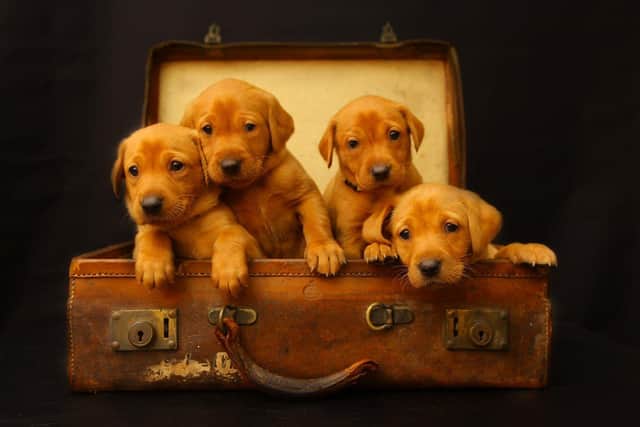Puppies photographed by Olly Picture: Paws and Claws Photography