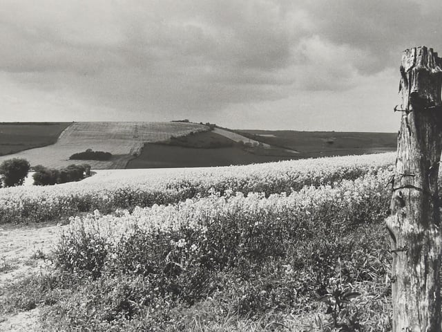 West from Chalton Down towards Windmill Hill in 1991. Picture: (1947-4)