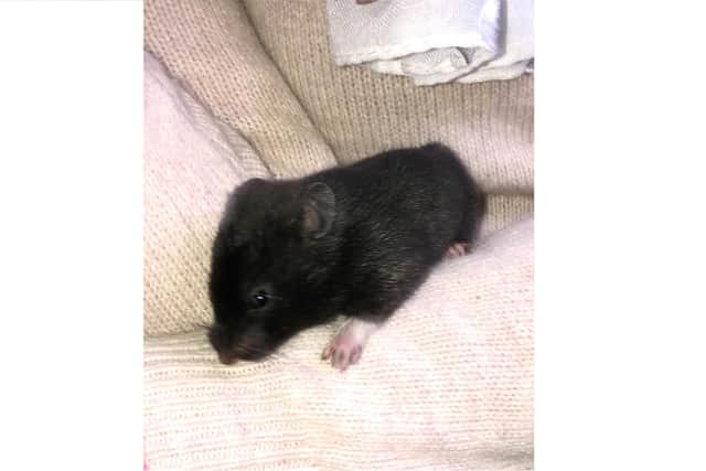This hamster was found in Southsea after pest control was called because a tenant thought it was a rat
