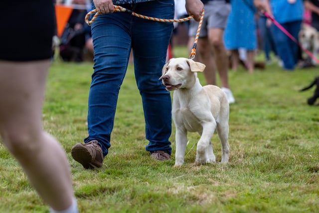 There were a number of categories awarded including Best in Show, Cutest Puppy, and Best Rescue. Picture: Mike Cooter (210724)