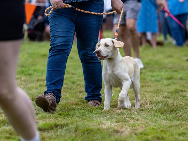 There were a number of categories awarded including Best in Show, Cutest Puppy, and Best Rescue. Picture: Mike Cooter (210724)