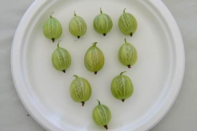 Prune correctly and you could have prizewinning gooseberries like these from the Hayling Island Horticultural Society Summer Show. Picture: Vernon Nash (180401-012)