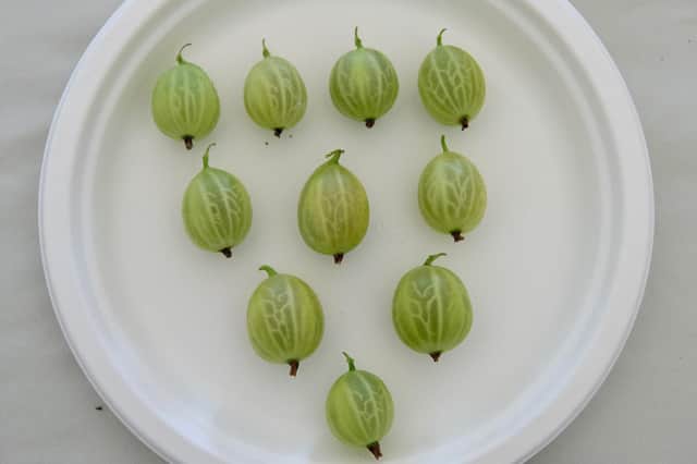 Prune correctly and you could have prizewinning gooseberries like these from the Hayling Island Horticultural Society Summer Show.  Picture: Vernon Nash (180401-012)