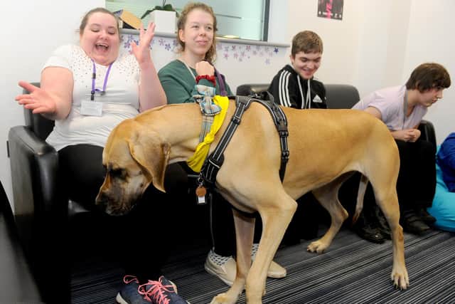 Highbury College in Cosham, are the first college to welcome PAT dogs into their college. Amber the Great Dane and Vodka the Corgi are their new recruits. Left and second left, Ella Moss, 18,and Lily Scott, 22, with Amber the Great Dane. Picture: Sarah Standing (060320-9620)