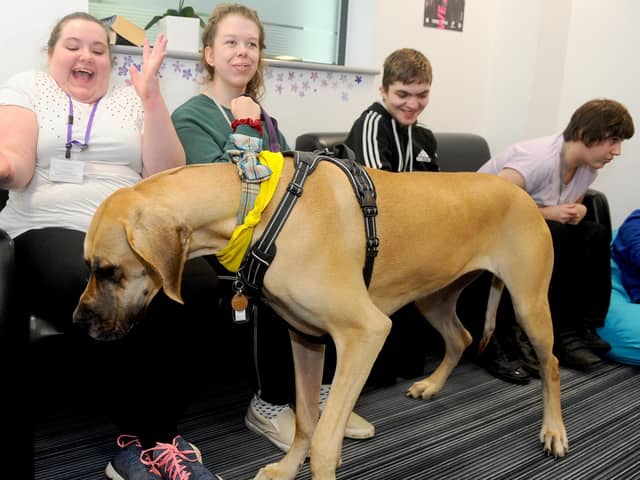 Highbury College in Cosham, are the first college to welcome PAT dogs into their college. Amber the Great Dane and Vodka the Corgi are their new recruits. Left and second left, Ella Moss, 18,and Lily Scott, 22, with Amber the Great Dane. Picture: Sarah Standing (060320-9620)
