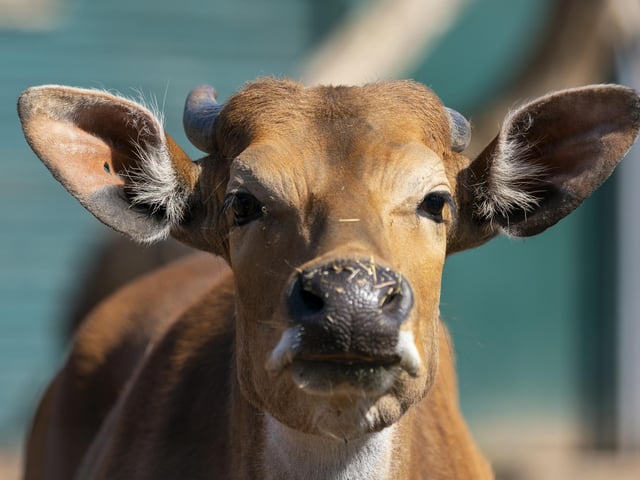 The zoo also offers a range of animal experiences including the penguin and giraffe feeding experiences, which gives you the opportunity to see the animals up close.