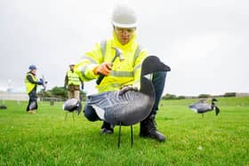 Southsea Costal engineering team setting up the fake geese at Castle Field on October 12.

Picture: Habibur Rahman