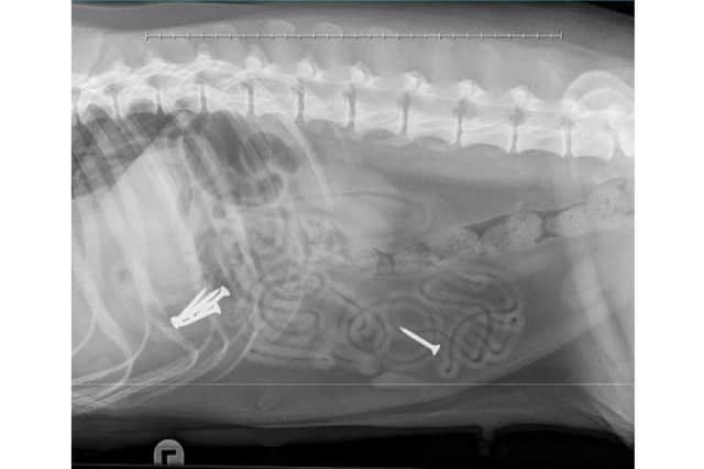 Mazikine got herself in a pickle by swallowing 14 screws which had been accidentally knocked onto the floor under the stairs which is where the owners were building a kennel area for her.