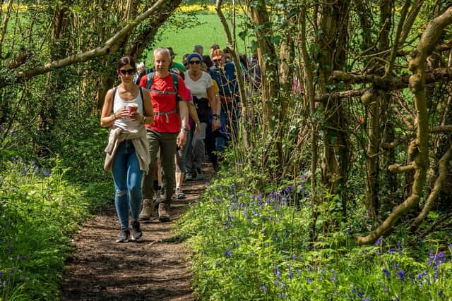 Walkers enjoy the bluebells in Soberton. Picture: Mike Cooter (290423)