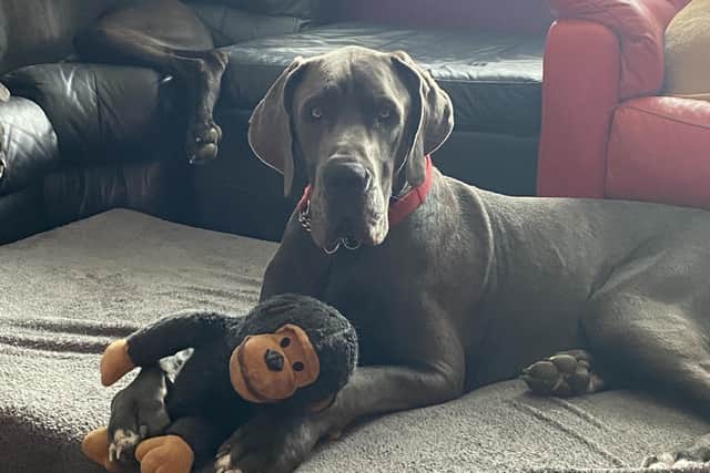 Great Dane Odin died after it is thought he caught pneumonia from swimming in the sea at Hayling Island. Pic supplied
