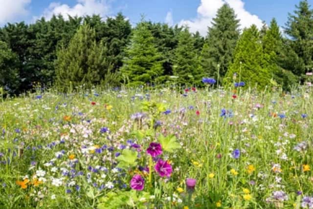 Encourage insects into green spaces. Photo: Adobe