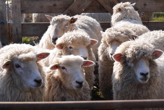 Westlands Farm Shop prepares for the return of its spring lambing event.Westlands Farm Shop in Shedfield is hosting its popular lambing event this Easter Holidays. Families are invited to meet the new-born lambs and learn about Westlands Farm in the spring sunshine. The lambing event will take place during the Easter school holidays from April 4 to April 7, between 10am and 4pm.Tickets are avaible here from £5: https://ow.ly/pQEW50QU3lQ.