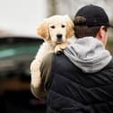 Male Criminal Stealing Or Dognapping Puppy During Health Lockdown:Fewer than one percent of dog thefts are prosecuted. 
Picture: Adobe Stock