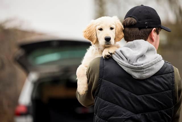Male Criminal Stealing Or Dognapping Puppy During Health Lockdown:Fewer than one percent of dog thefts are prosecuted. 
Picture: Adobe Stock