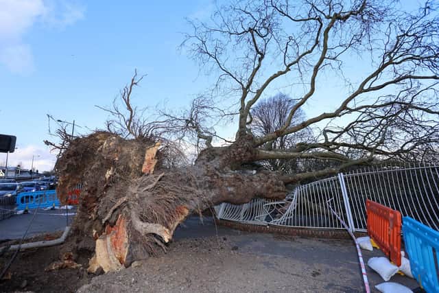 A large tree was brought down in high winds on the corner of Elm Lane and Park Road North in Havant during Storm Eunice on Friday afternoon. Photos by Alex Shute