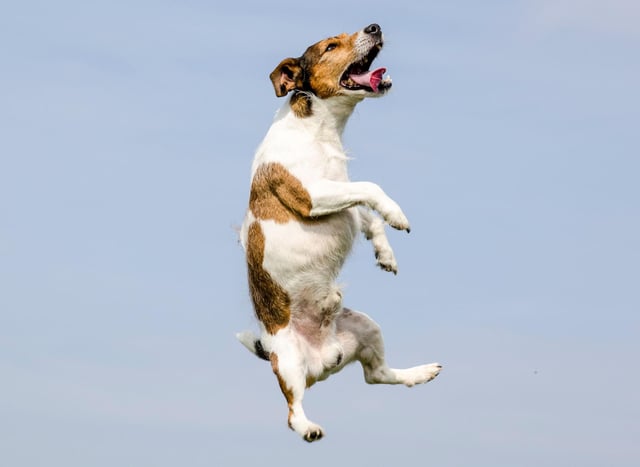 These are the 10 most hyper breeds of dog - excitable but adorable pets |  The Scotsman