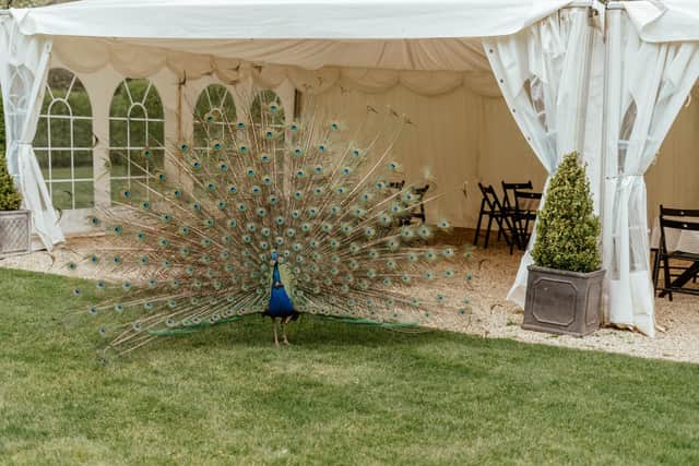 A roaming peacock at Mr and Mrs Verity's wedding at The Larmer Tree Gardens.
Pictures: Carla Mortimer Wedding Photography