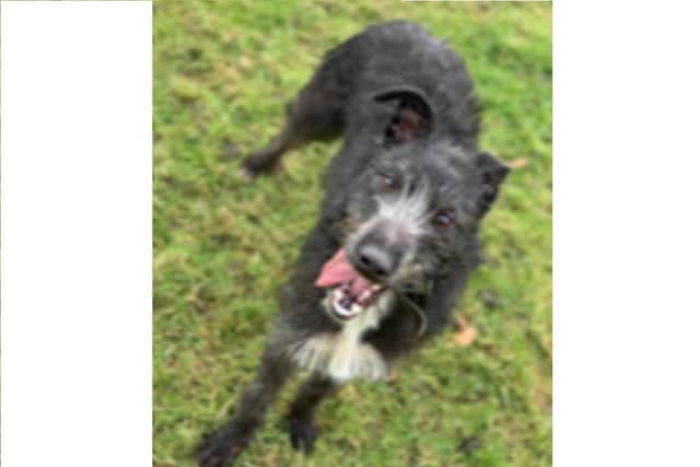 A female black Lurcher was among several things burgled from a Hampshire property. Picture: Hampshire Constabulary.