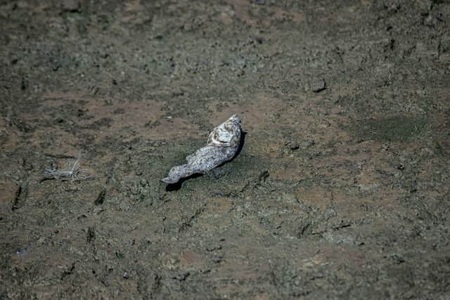 One of the dead fish at Elmore Lake
Picture: Habibur Rahman