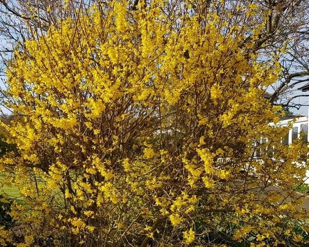 Prune your forsythia once it has finished flowering.