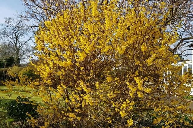 Prune your forsythia once it has finished flowering.