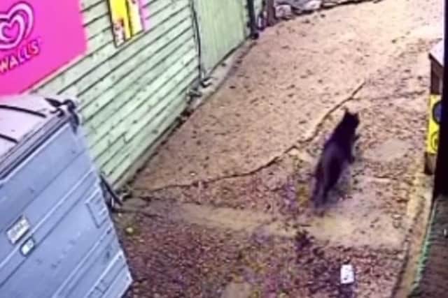 Terrified Rooney the cat pictured darting around the corner moments before being attacked by a thug. Photo: Southsea Model Village