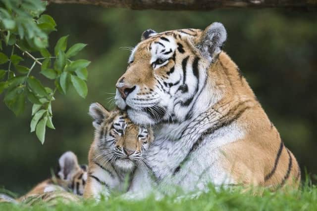 A break-in has been reported at Marwell Zoo, home to more than 100 different animal species. Picture: Marwell Zoo