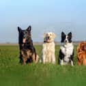 Dogs in a field