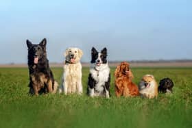 Dogs in a field