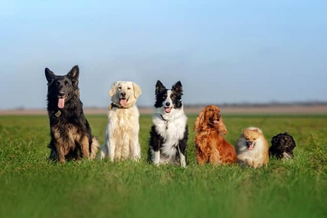 Dogs in a field