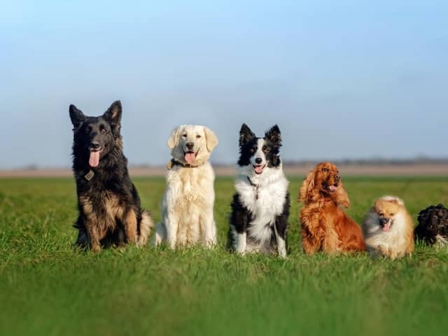 Dogs in a field