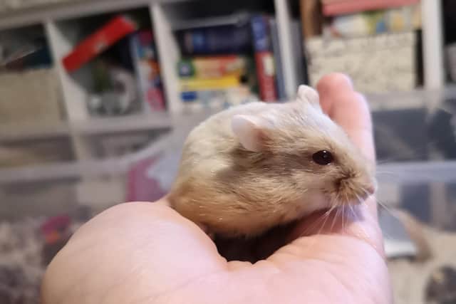 Darcie the dwarf hamster is looking for a new home.