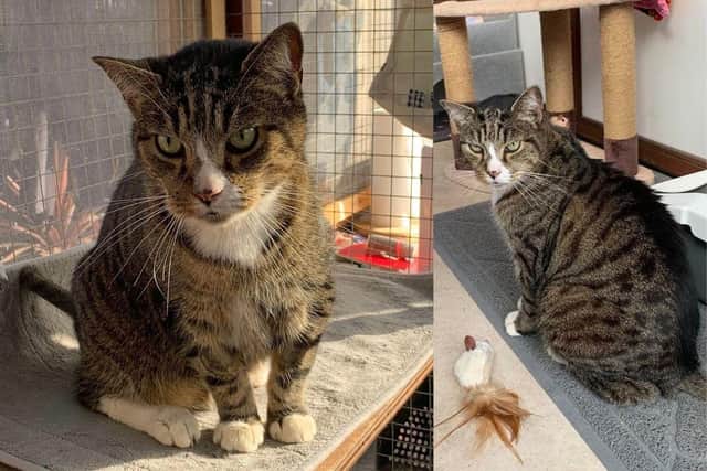 Marley the cat is looking for a new home with kind owners