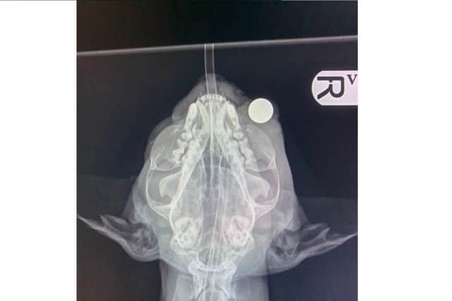 An X-ray of Barney showing the ball bearing in his eye