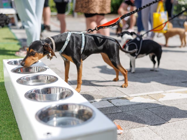 It was thirsty work at Whiteley Doggie Day. Picture:Marcin Jedrysiak