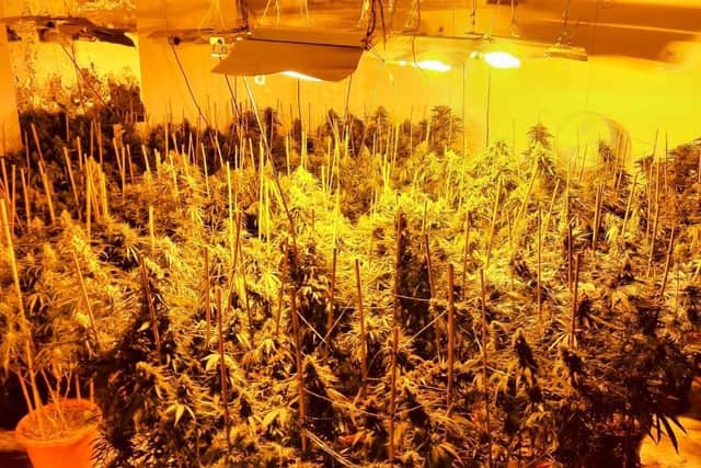 About 100 Cannabis plants seized by Isle of Wight High Harm Team at a property off Little London, Newport, June 30, 2022