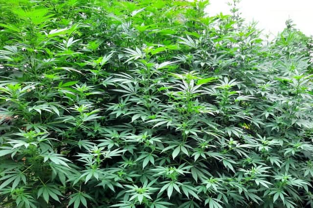 Police seized these cannabis plants from a garden in Waterlooville on September 2, 2021. Picture: Waterlooville police