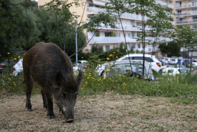 There are 90 boars reported to be in the Chichester District Council area, and 200 in the New Forest District Council area. Picture: Pascal POCHARD-CASABIANCA / AFP via Getty Images.