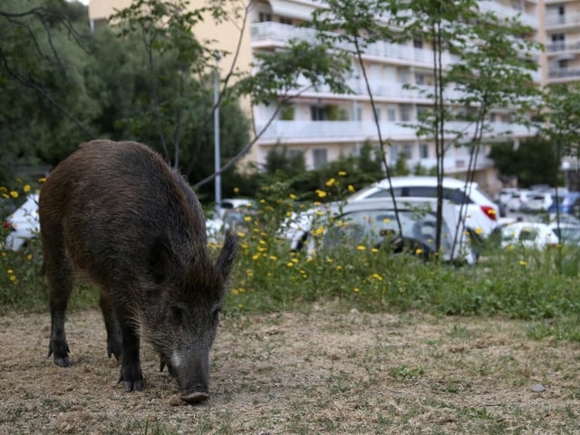 There are 90 boars reported to be in the Chichester District Council area, and 200 in the New Forest District Council area. Picture: Pascal POCHARD-CASABIANCA / AFP via Getty Images.