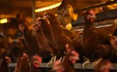 The outbreak was discovered on a farm near Wooler. (Photo by Nathan Stirk/Getty Images)
