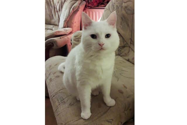 Nine-year-old Bella has found a happy home after a four-month stay with Gosport Cats Protection