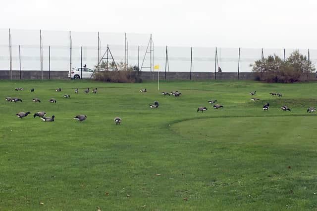 The Brent geese at the Tenth Hole Golf Course, Southsea, on Monday, November 30.
Picture: Fiona Callingham