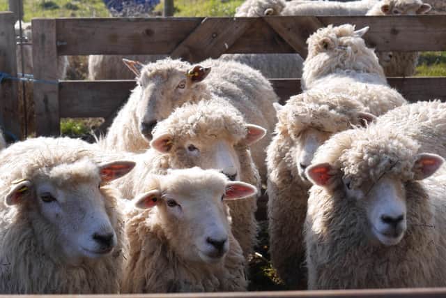 Westlands Farm Shop prepares for the return of its spring lambing event.