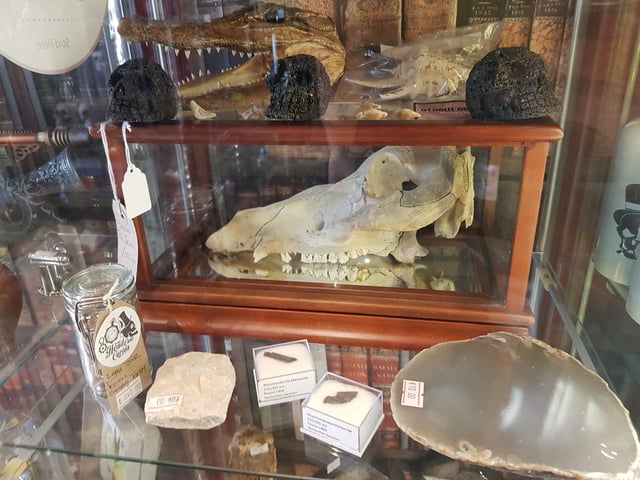 Animal bones at Head Case Curios