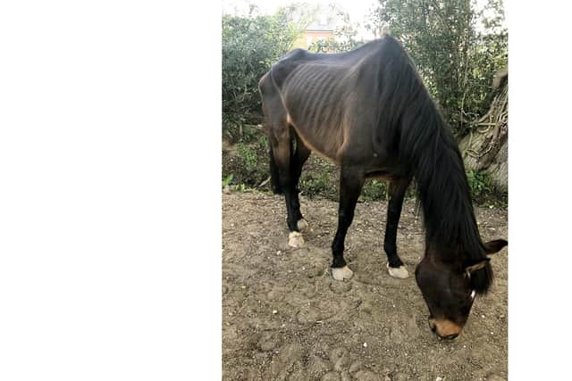 A horse called Babs rescued by the RSPCA in Sussex. Picture: RSPCA