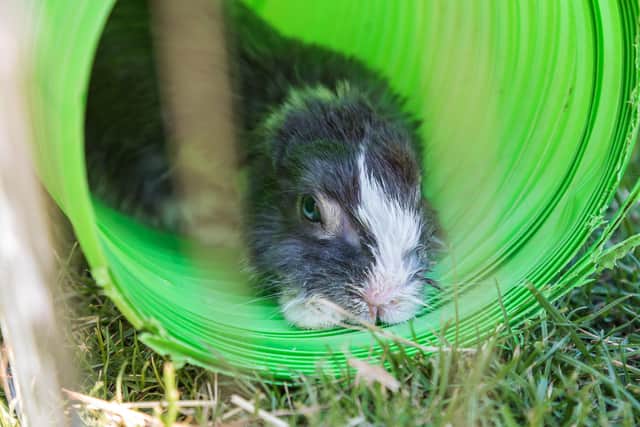 Duke uses his favourite play tube to relax in the hot weather. Picture: Mike Cooter (200721)