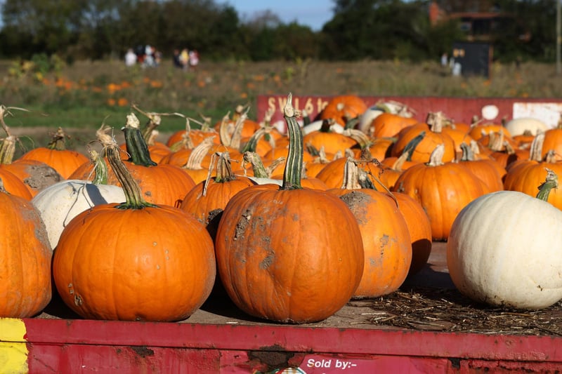 There are so many fantastic places to go pumpkin picking including Steve Harris Farms in Titchfield, Rogate Pumpkin Patch and Stoke Farm Shop in Hayling Island - to name a few! Afterwards you can enjoy making your own Halloween creations.



Picture: Sam Stephenson.
